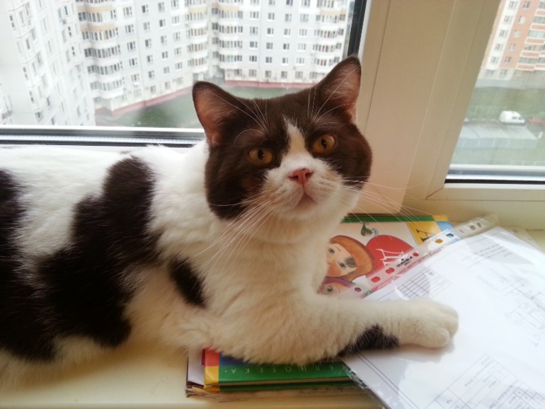 Стёпыч (просто фото)