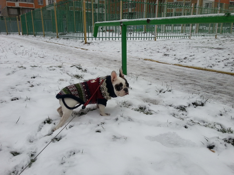 Булка и снег