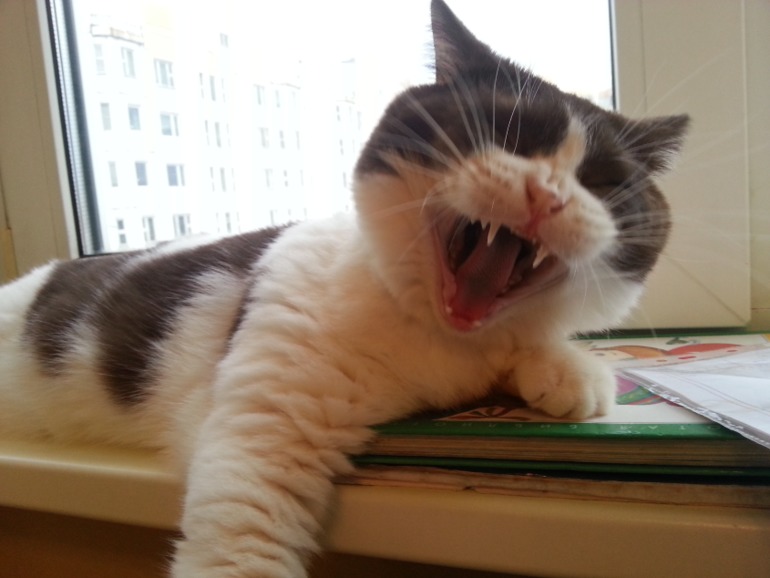 Стёпыч (просто фото)