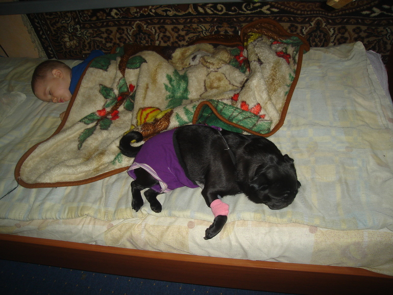 Стерилизовали хрюню!