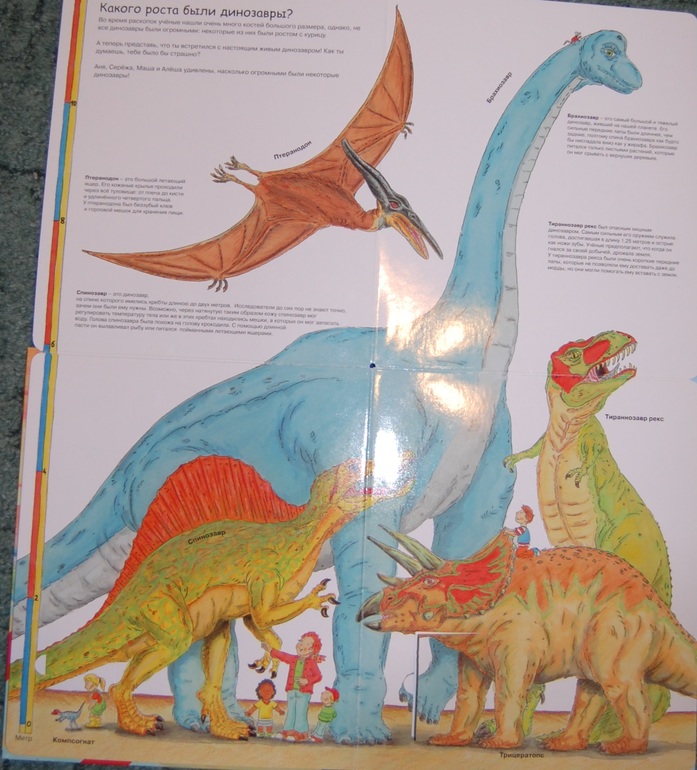 Эволюция и этапы жизни.