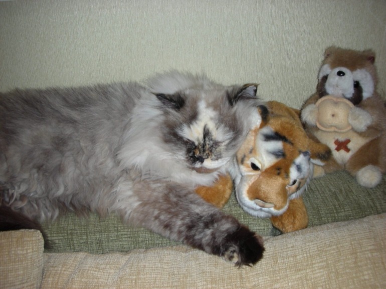 Забрали кису домой