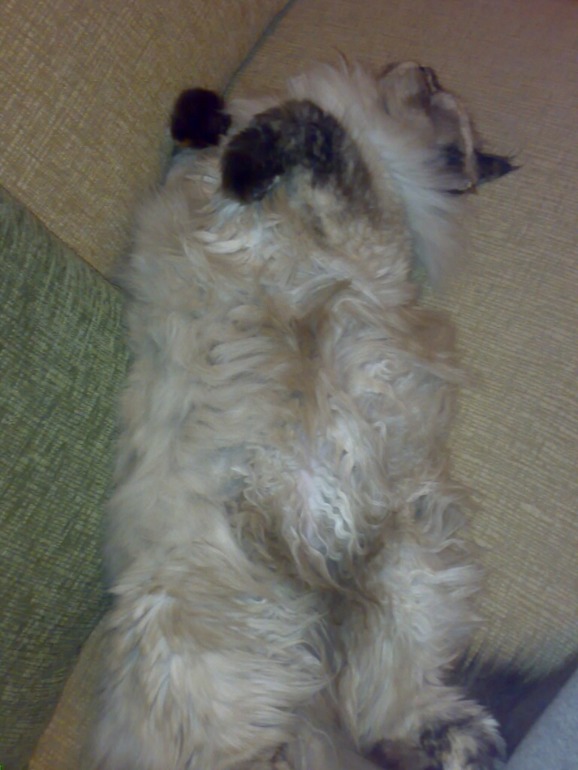 Забрали кису домой