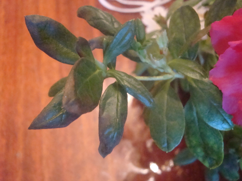 Что на листиках Азалии?