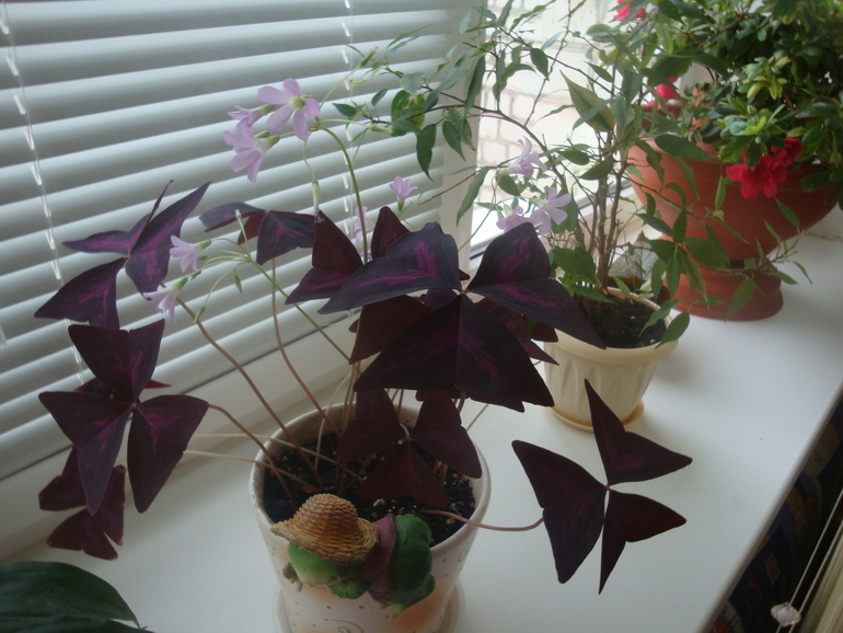 Что у меня сейчас цветет.