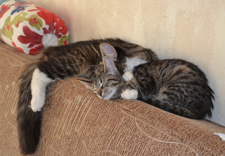 Наш Кузьма или история одного двОрянина