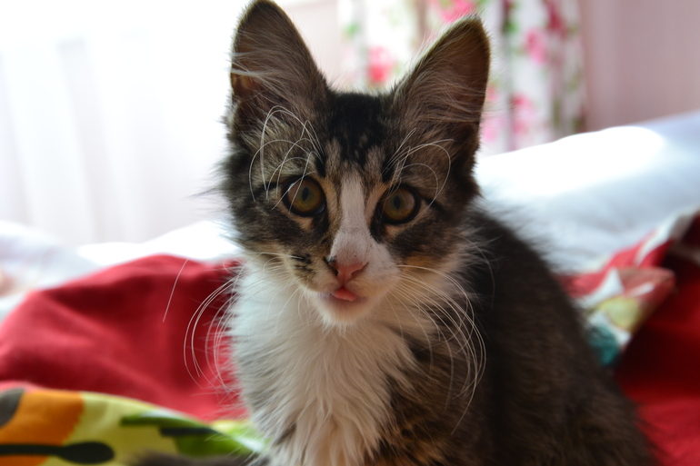 Наш Кузьма или история одного двОрянина