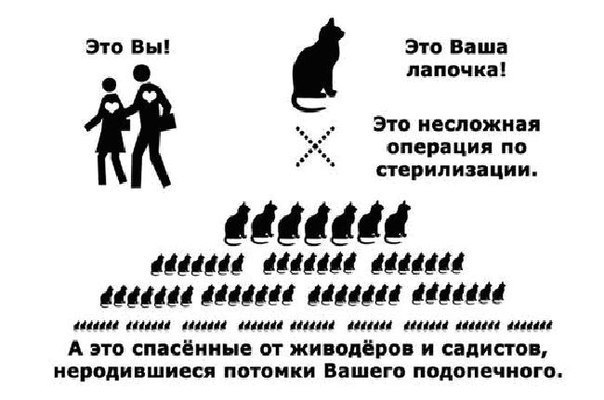 Стерилизация кошки это
