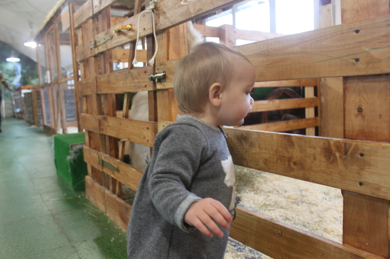 Контактный зоопарк "Жили у бабуси"