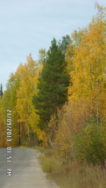 Осенняя поездка в лес