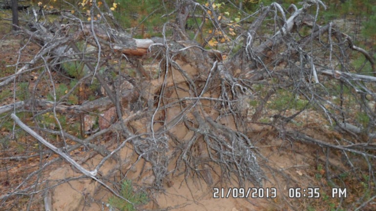 Осенняя поездка в лес