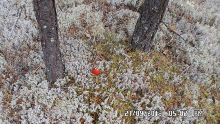 Осенняя поездка в лес