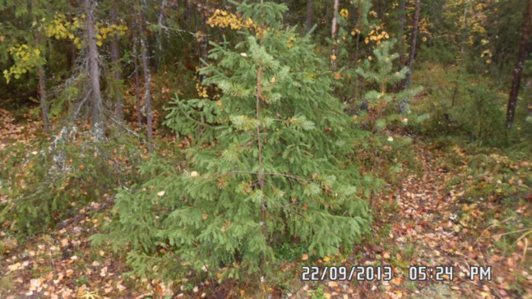 Осенняя поездка в лес