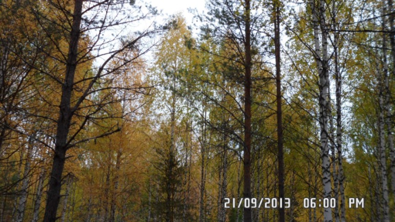 Осенняя поездка в лес