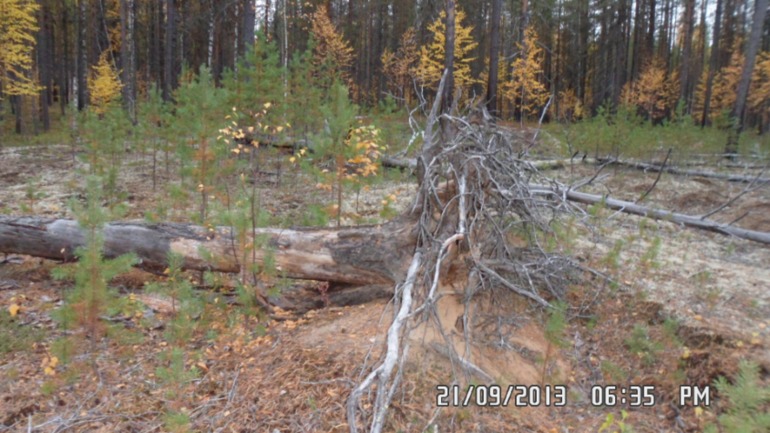 Осенняя поездка в лес
