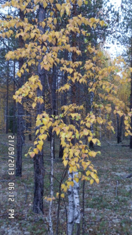 Осенняя поездка в лес