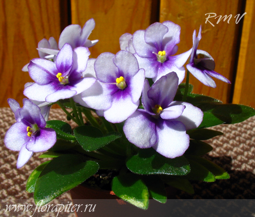 Фиалки - черенки и детки )