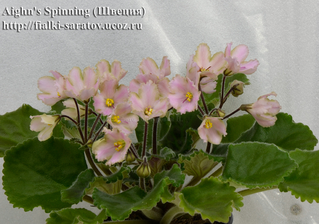 Фиалки - черенки и детки )