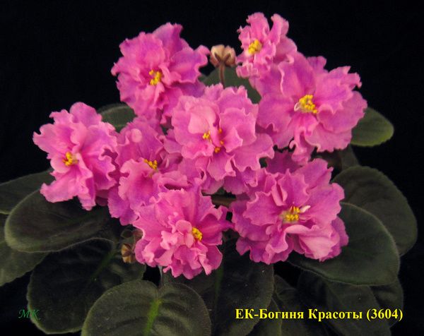 Фиалки - черенки и детки )