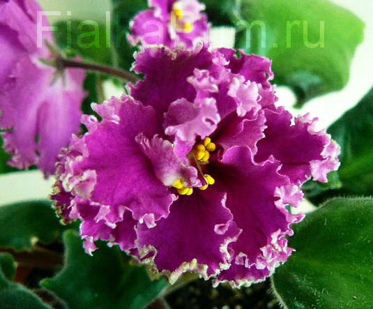 Фиалки - черенки и детки )