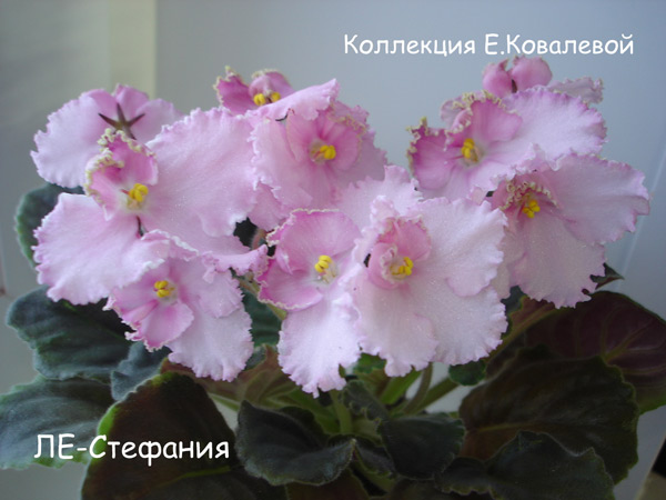 Фиалки - черенки и детки )