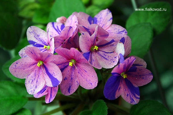 Фиалки - черенки и детки )