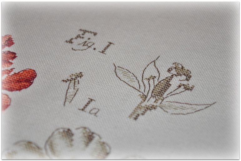 Герань, Véronique Enginger