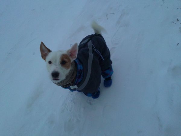 Длинный рассказ про нашего питомца