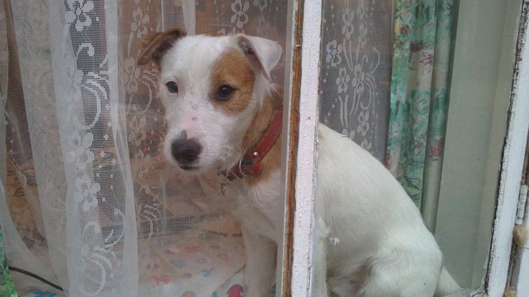 Длинный рассказ про нашего питомца