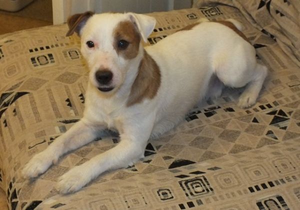 Длинный рассказ про нашего питомца