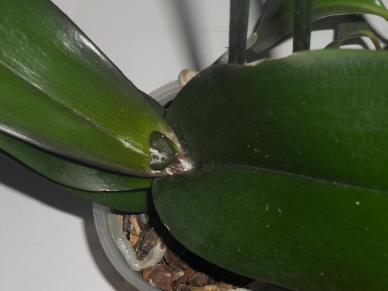 Девочки, помогите пожалуйста!!!!! Гибнет орхидея! Не знаю что с ней такое((((