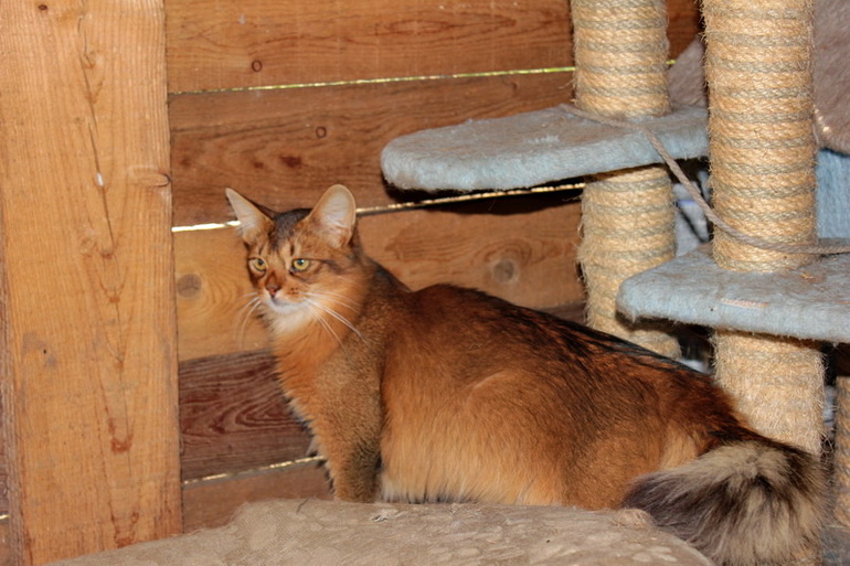 Нужен постоянный хозяин породистому коту.