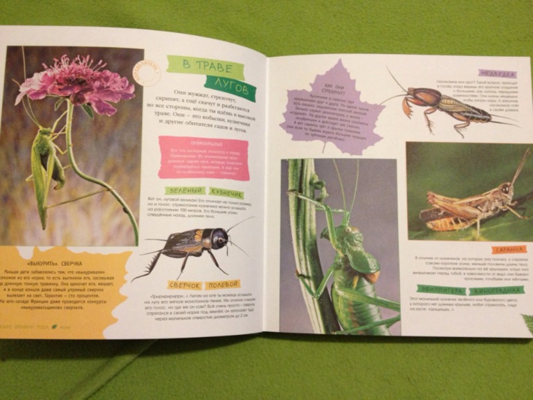 Пополнение ;)