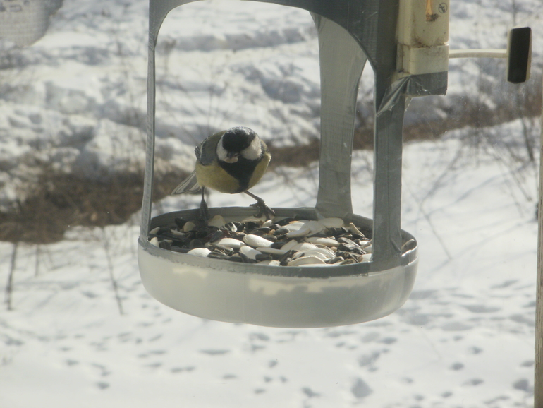 Развлечение с пользой :)