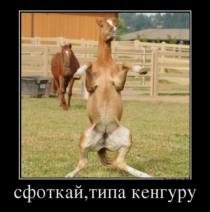 ПредНОВОГОДНИЙ Марафон - 6 день. Год Лошади