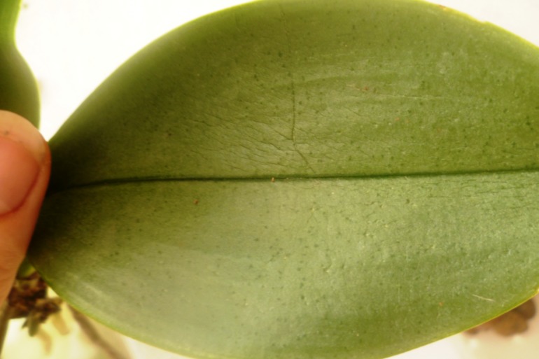 Везет мне на падающие из окон цветы)))