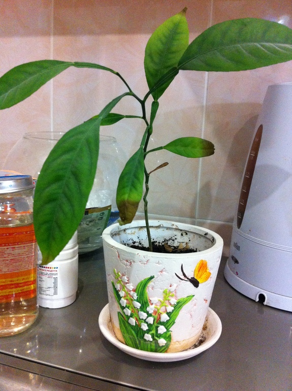 Сохнет мандарин