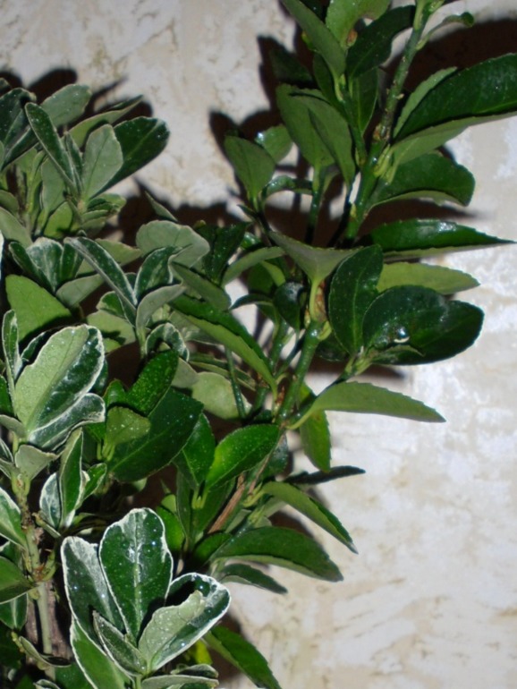 Посмотрите-помогите советом