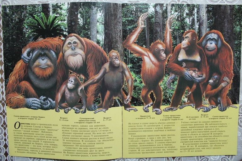 ZooBooks