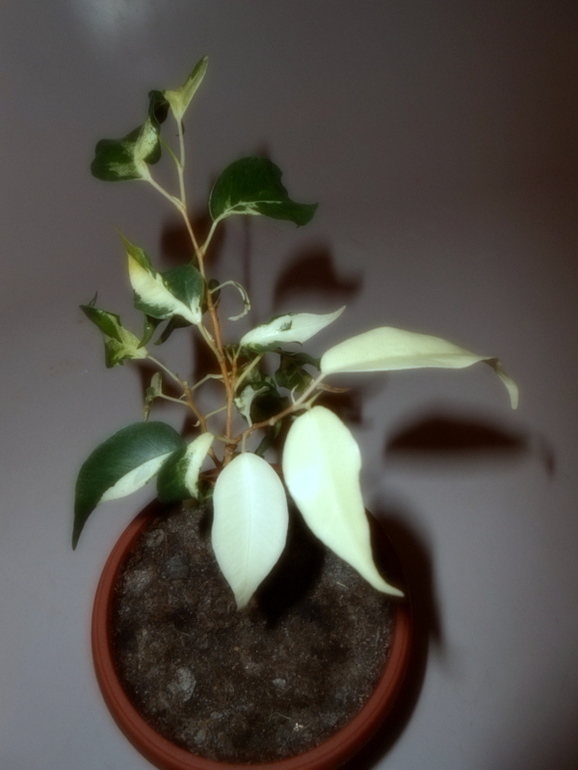 Фикусовый хваст