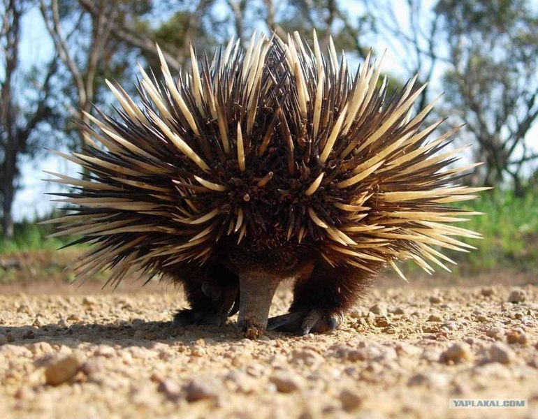 Отчего у Дикобраза такая причёска