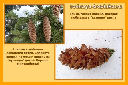 Какие птицы бывают?