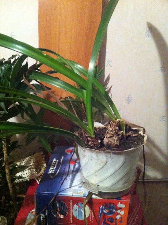 Что за цветики?