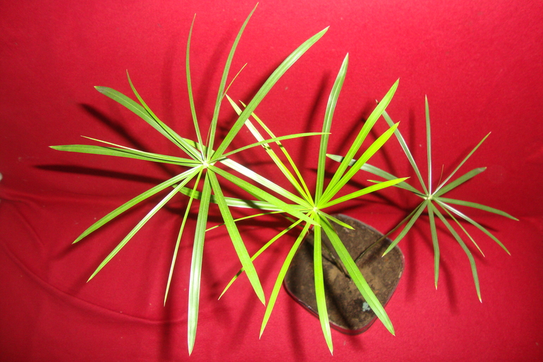 циперус 150 руб.