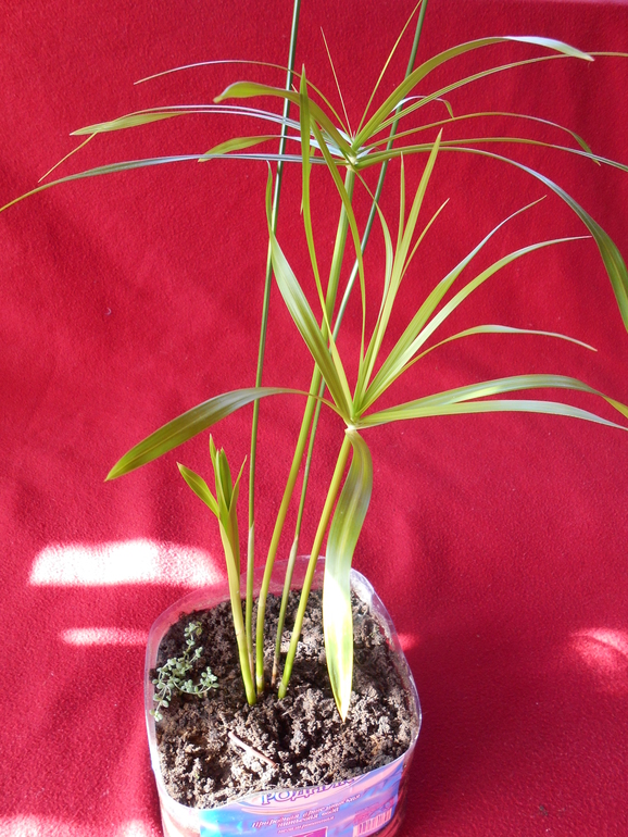 циперус 150 руб.