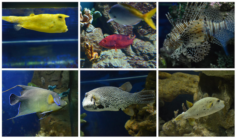 Океанариум №2 РИО