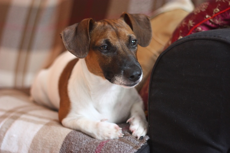 И я решила выложить свою щенюлю