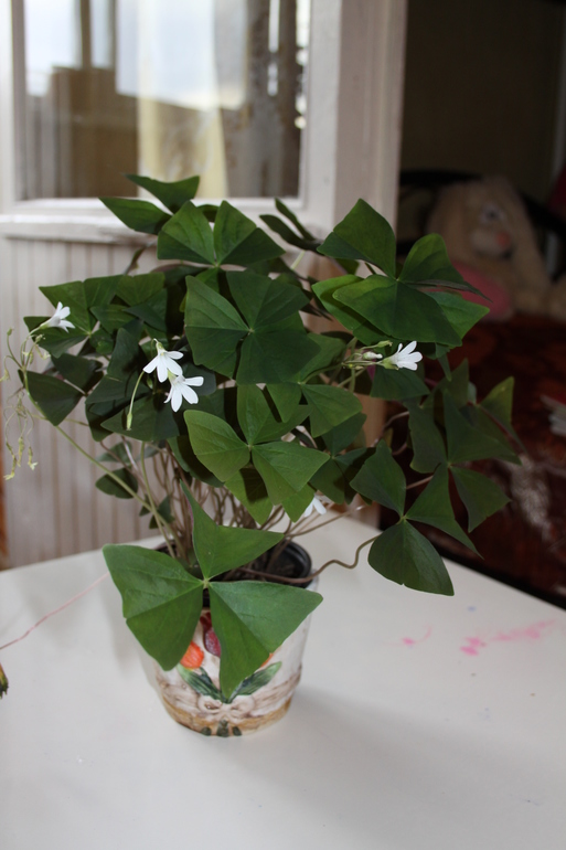 Провела перепись населения.Ну и фото на память.