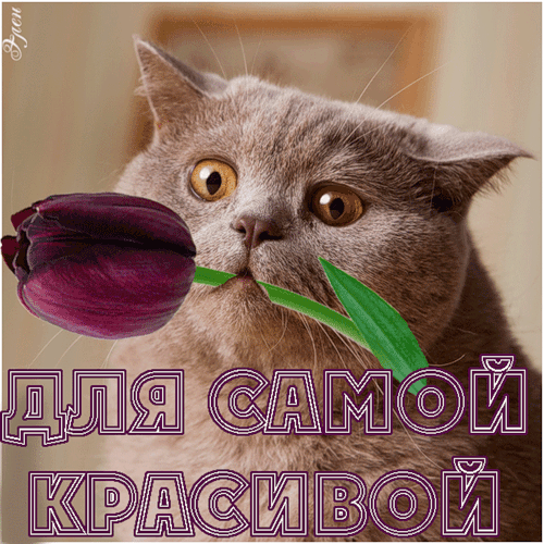4ba41cd4adf9ee33f0fbaa5df23b0d59.gif