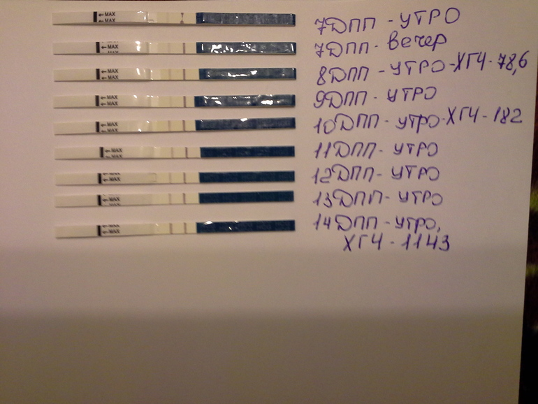 Мои заветные две полосочки!!!